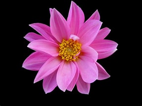 Flowerimage