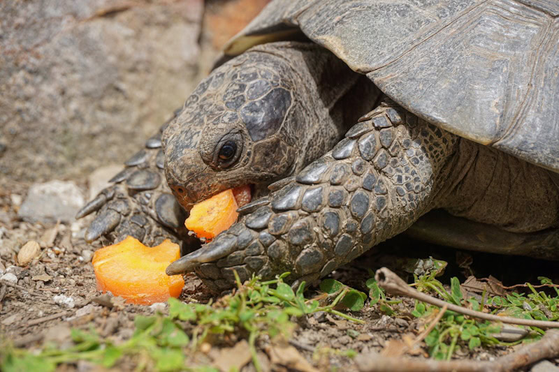 tortoise